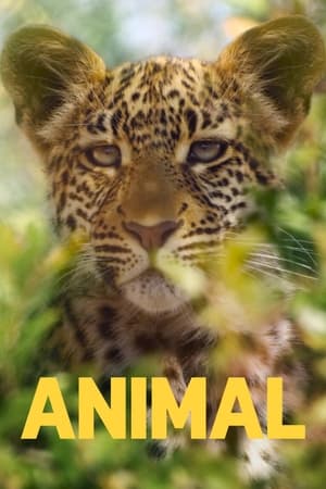 Animal T 1 C 1 online gratis